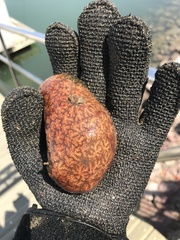 Polyclinum constellatum