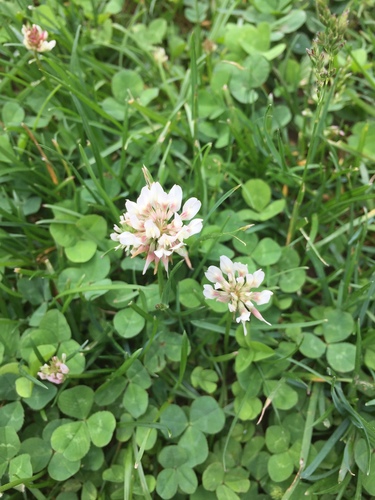 photo of White Clover (Trifolium repens)