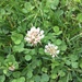 photo of White Clover (Trifolium repens)