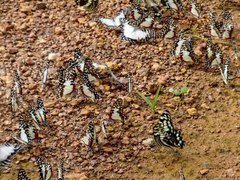 Graphium angolanus baronis