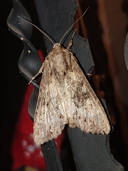 Apterogenum ypsillon