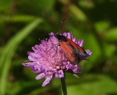 Zygaena erythrus