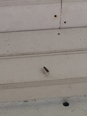 Ptecticus trivittatus