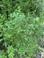 Spiraea alba latifolia