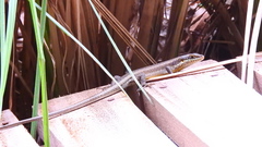 Trachylepis maculilabris