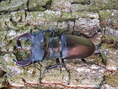 Lucanus cervus cervus
