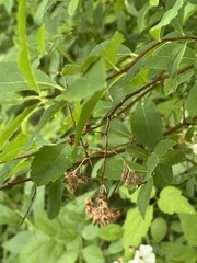 Spiraea alba latifolia
