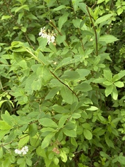 Spiraea alba latifolia