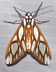 Robinsonia multimaculata