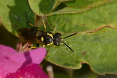Macrophya bifasciata