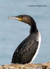 Phalacrocorax carbo