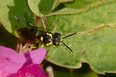 Macrophya bifasciata