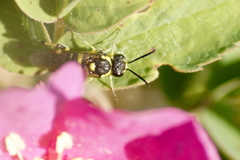 Macrophya bifasciata