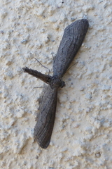 Glaucina erroraria