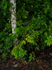 Eugenia victoriana