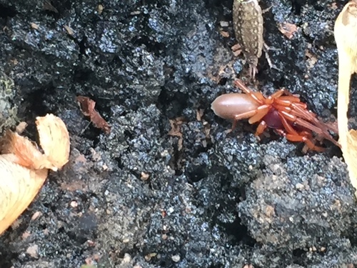 photo of Woodlouse Spider (Dysdera crocata)