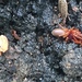 photo of Woodlouse Spider (Dysdera crocata)