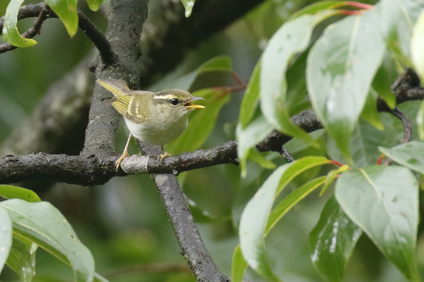 Emei Leaf Warbler illustration