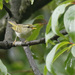 Emei Leaf Warbler - Photo (c) Dave Curtis, some rights reserved (CC BY-NC-ND)