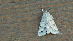 Acronicta leporina