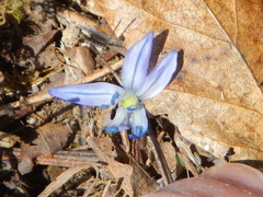 Scilla