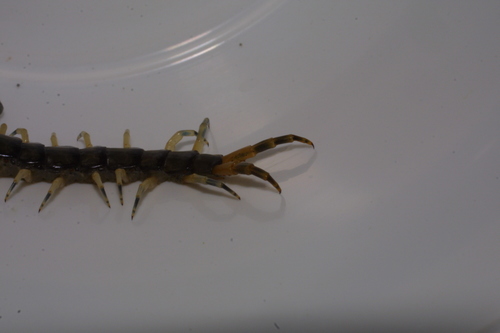 Hemiscolopendra marginata