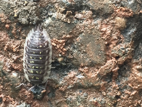 photo of Common Shiny Woodlouse (Oniscus asellus)