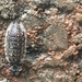 photo of Common Shiny Woodlouse (Oniscus asellus)