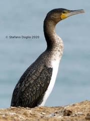 Phalacrocorax carbo