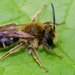 Andrena labialis - Photo (c) Paul Cools, alguns direitos reservados (CC BY-NC), uploaded by Paul Cools