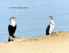 Phalacrocorax carbo
