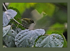 Uganda Woodland Warbler photo 2