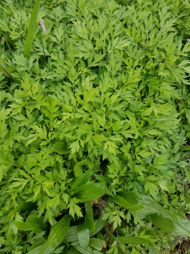 photo of Common Mugwort (Artemisia vulgaris)