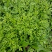 photo of Common Mugwort (Artemisia vulgaris)