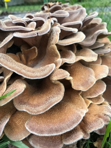 photo of Shelf Fungi (Polyporales)