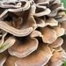 photo of Shelf Fungi (Polyporales)