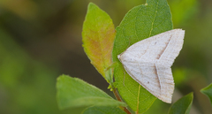 Petrophora chlorosata