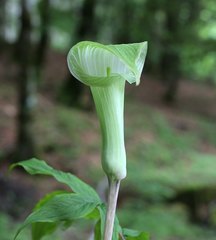 Arisaema pseudoangustatum