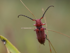 Tetraopes texanus