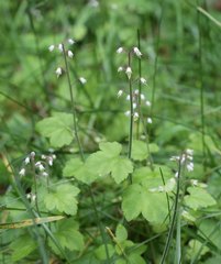 Tiarella polyphylla