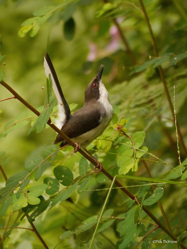 Buff-throated Apalis
