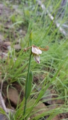 Cleistesiopsis bifaria