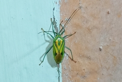 Urolabida