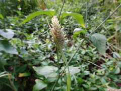 Phalaris canariensis