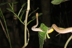 Barred Forest Racer photo 3