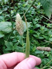 Phalaris canariensis