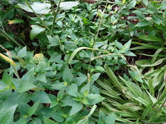 Phalaris canariensis