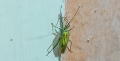 Urolabida