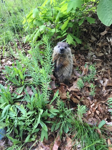 photo of Groundhog (Marmota monax)