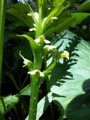 Platanthera huronensis
